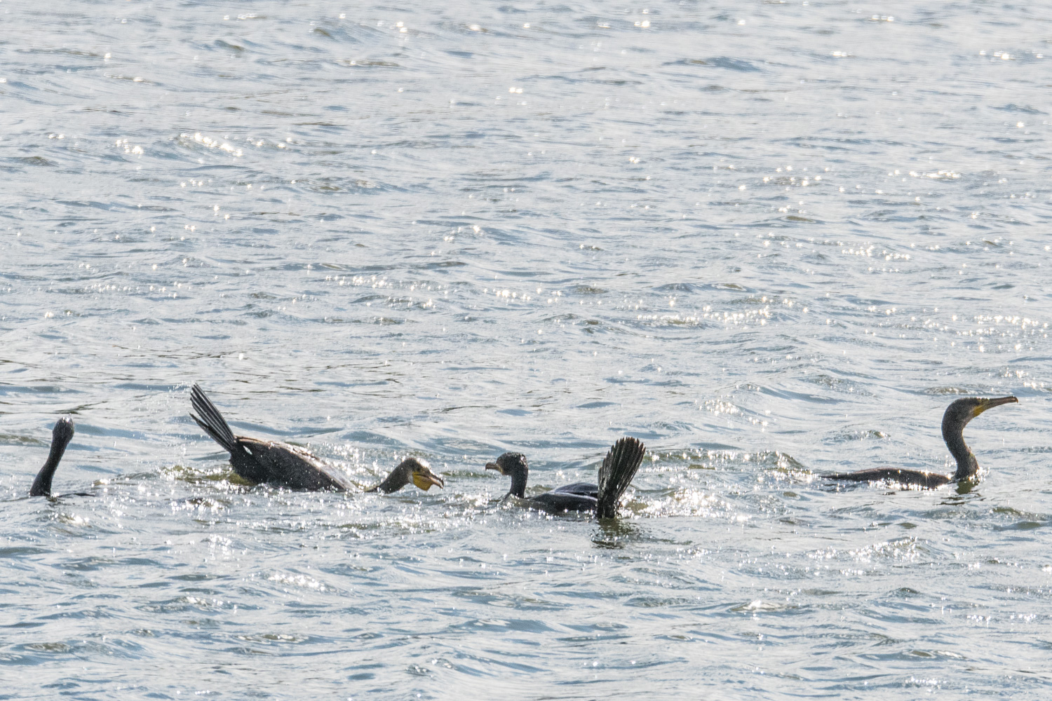 Grands cormorans querelleurs 3 (Great cormorants, Phalacrocorax carbo), Bassin 54 de la Réserve naturelle de Mont-Bernanchon, Hauts de France.-2516